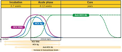 Hepatitis C Antibody .